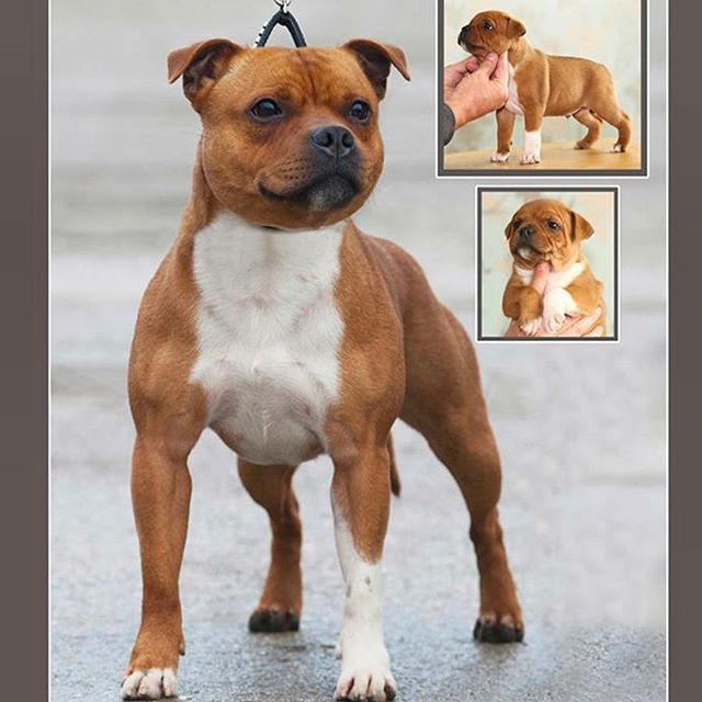 el staffordshire bull terrier crece grande